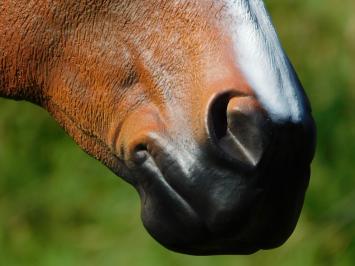 Paardenbeeld in Kleur - 110 cm - Polystone