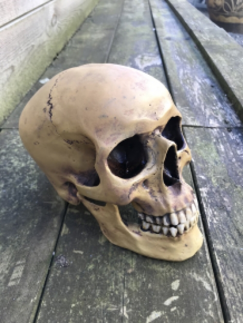 1 anatomische schedel, uit Polystein