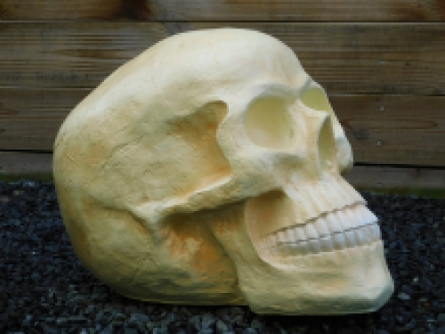 Schedel XL - polystone - skull